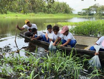 3.000 ALEVINOS DE BOCACHICO SE SEMBRARON EN EL HUMEDAL EL CABEZÓN