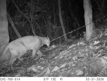 CÁMARAS TRAMPA MUESTRAN LA FAUNA SILVESTRE ESCONDIDA EN LOS BOSQUES DEL PACÍFICO