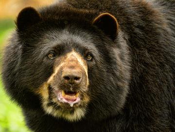 LA CVC HACE UN LLAMADO: CAPTURAR Y REUBICAR OSOS ANDINOS NO ES LA SOLUCIÓN