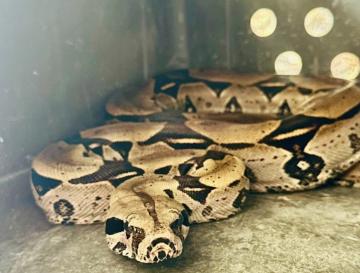 JOVEN EXHIBÍA A UNA BOA EN SUS REDES SOCIALES. LA CVC  RESCATÓ AL ANIMAL