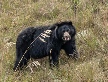 HOY HAY MÁS PRESENCIA DE OSO ANDINO GRACIAS A ESTRATEGIA “CONSERVAMOS LA VIDA”