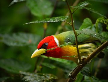 MAÑANA SÁBADO: OBSERVA AVES, REGÍSTRALAS Y HAZ PARTE DEL GLOBAL BIG DAY