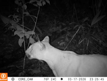 CINCO ESPECIES DE FELINOS SILVESTRES FUERON REGISTRADAS EN BUENAVENTURA GRACIAS A LA RED OTUS DE CÁMARAS TRAMPA