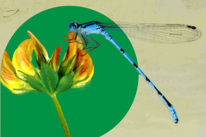 Brochure permiso ambiental para jardines botánicos