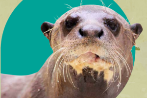 Brochure Licencia Establecimiento Zoológicos