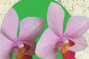 Brochure permiso o autorización aprovechamiento productos flora y fauna silvestre con fines comerciales