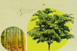 Permiso o Autorización Aprovechamiento Forestal