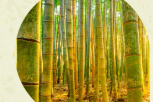 Registro Plantaciones Forestales Protectoras