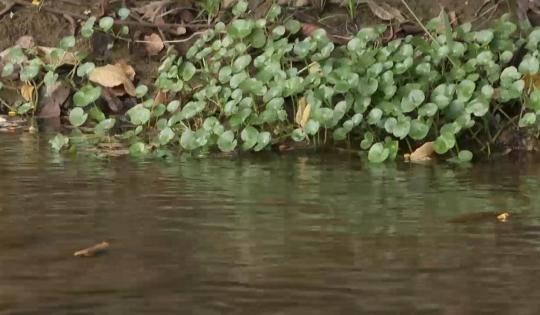 LOS SIGNOS VITALES DEL RÍO MEDIACANOA MUESTRAN LA BUENA SALUD DEL RECURSO HÍDRICO 