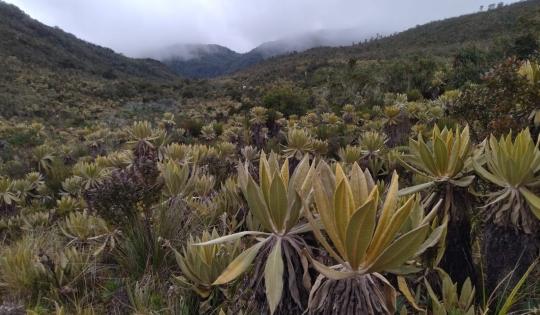 PÁRAMO DEL DUENDE FUE ENCONTRADO EN CONDICIONES ÓPTIMAS DE CONSERVACIÓN