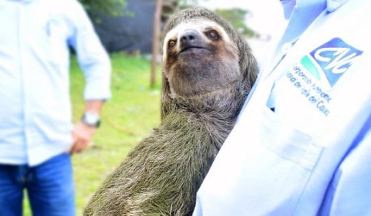 En el área de Venado Verde, ubicada en la vereda Santa Helena, uno de los lugares más ricos en biodiversidad del territorio Pacífico, fue liberado el mamífero por funcionarios de la CVC DAR Pacífico Oeste, con sede en Buenaventura.