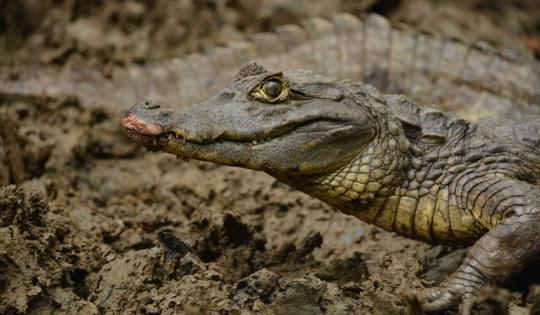 29 INDIVIDUOS DE FAUNA SILVESTRE FUERON LIBERADOS EN BUENAVENTURA