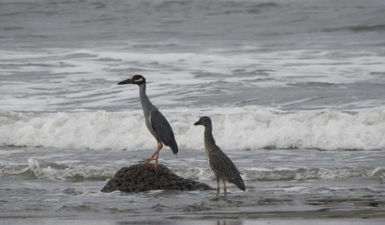 SE REFUERZA EL MONITOREO DE AVES EN BUENAVENTURA