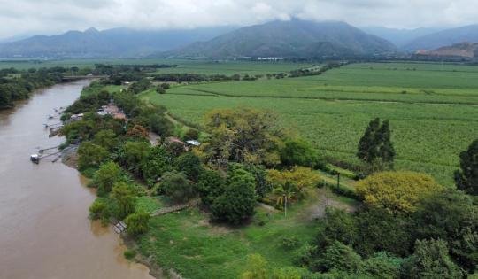 BUSCAN SALVAR UNA DE LAS CEIBAS MÁS GRANDES DEL VALLE DEL CAUCA 