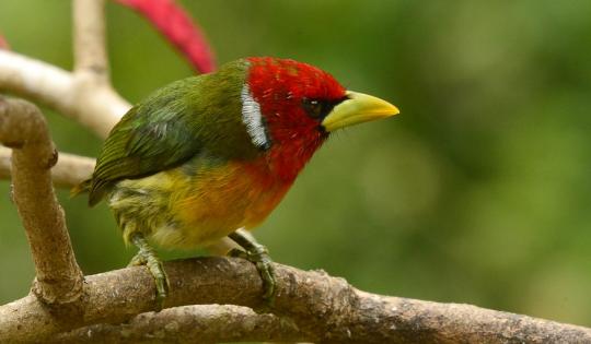 Del 16 al 19 de febrero colombianos y extranjeros disfrutarán de la avifauna de nuestro país, en las salidas de avistamiento programadas en el Valle del Cauca. La 9° Feria Internacional de Aves, Colombia Birdfair 2023, es un gran aliado de los varios emprendimientos e iniciativas de turismo de naturaleza en el Valle, que abren sus puertas a los amantes de las aves. Tendrán la posibilidad de observar más de 200 especies, entre ellas, 10 de colibríes.