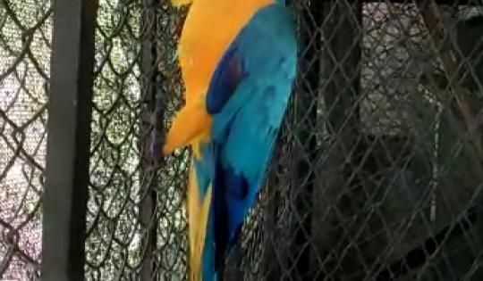 HERMOSA GUACAMAYA EN CAUTIVERIO FUE ENTREGADA A LA CVC