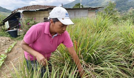 COSMÉTICOS A BASE DE PLANTAS MEDICINALES SE ELABORAN EN PALMIRA