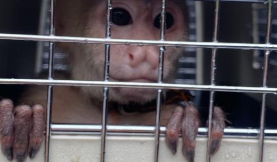 BELÉN, UNA PRIMATE QUE ESTABA EN CAUTIVERIO, RECIBE ATENCIÓN ESPECIALIZADA