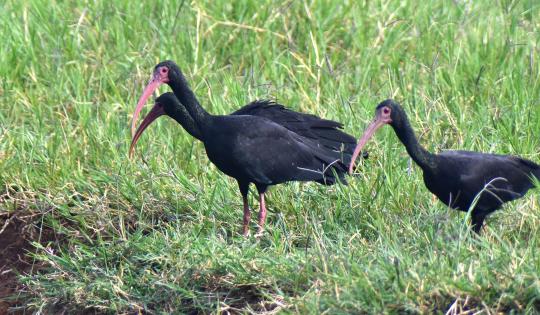 AVES CONOCIDAS COMO IBIS MUEREN POR PROCESO NATURAL EN BUGA: CVC