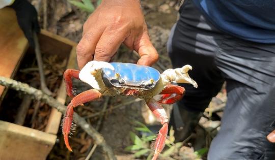 CINCUENTA Y NUEVE  ANIMALES RETORNARON A SU HOGAR