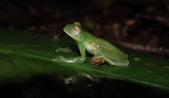 ECOPARQUE DE LA SALUD EN PANCE: REFUGIO PARA LA RANA CRISTAL