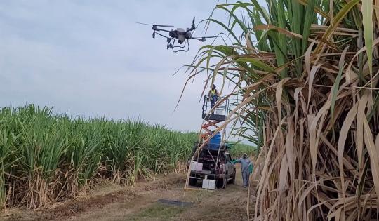 INGENIOS AZUCAREROS USARÁN DRONES PARA MEJORAR LA PRECISIÓN EN LA ASPERSIÓN DE MADURANTES SOBRE CULTIVOS DE CAÑA