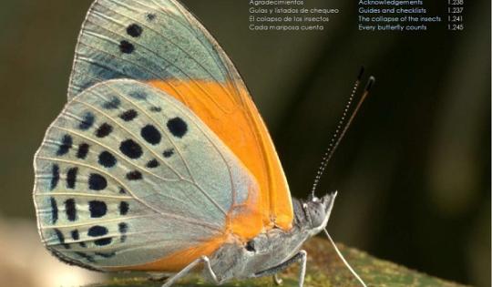 LANZAN LA GUÍA DE MARIPOSAS MÁS COMPLETA DEL PLANETA