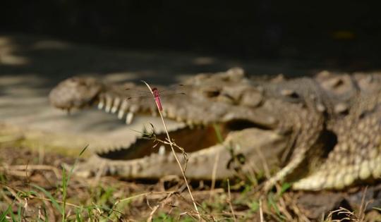 DESTINO DE LA CAIMÁN “ÑATA”, SERÁ UNA ESTACIÓN DE BIOLOGÍA TROPICAL EN EL META 