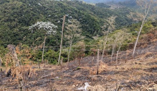 4.3 HECTÁREAS SE VIERON AFECTADAS POR INCENDIO EN CALIMA EL DARIÉN