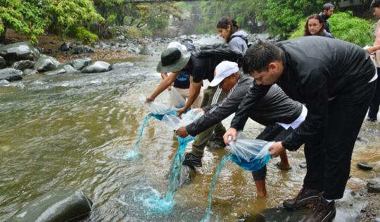 20 MIL ALEVINOS SE SEMBRARON EN EL RÍO CALI