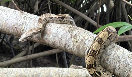 84 ANIMALES SILVESTRES RECIBIRÁN EL 2025 EN TOTAL LIBERTAD