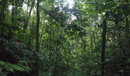 CVC VIGILA LOS BOSQUES DESDE EL CIELO, AHORA CON UN ALCANCE DEL 95%