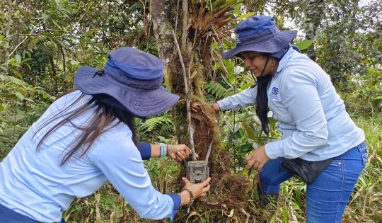 CÁMARAS TRAMPAS SE INSTALARON EN LOS SITIOS DONDE SE REPORTARON ATAQUES DE UN FELINO EN DAGUA