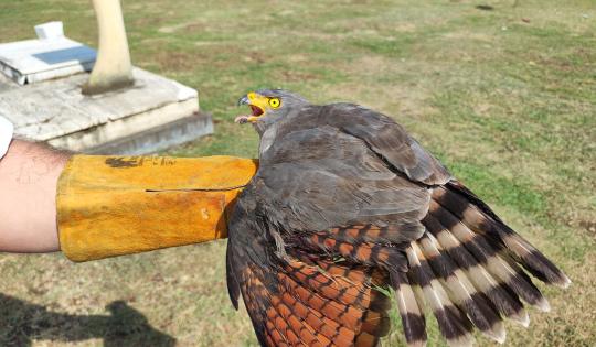 RESCATAN A GAVILÁN EN EL CEMENTERIO DE BUGA