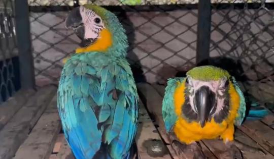 ¡DE “PASEO” ILEGAL A UN HOGAR DE ESPERANZA! LA HISTORIA DE DOS GUACAMAYAS EN EL CENTRO DEL VALLE