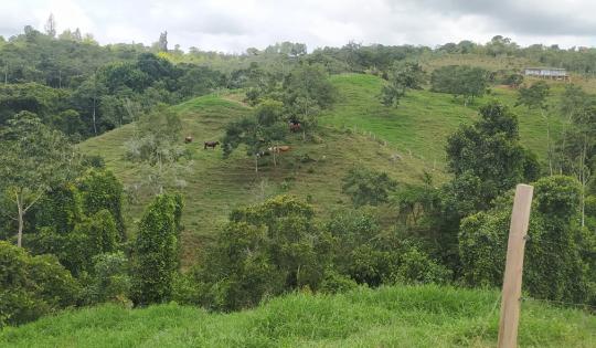 GANADEROS DEL MUNICIPIO DE DAGUA PODRÁN OBTENER MATERIAL FORESTAL DE LA CVC