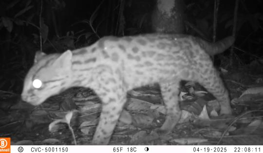 CÁMARAS TRAMPA CAPTAN PUMAS, TIGRILLOS, GUAGUAS Y GUATINES A SOLO MEDIA HORA DE CALI