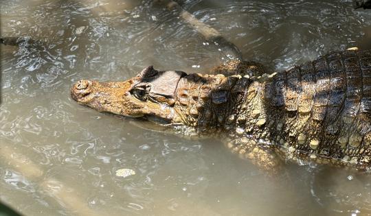 LA CVC DEVUELVE A SU HÁBITAT A TREINTA Y NUEVE ANIMALES DE LA FAUNA SILVESTRE