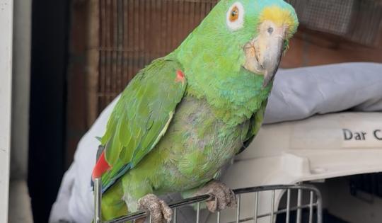 TRAS TREINTA AÑOS EN CAUTIVERIO, UN LORO VUELVE A TENER ESPERANZA DE LIBERTAD