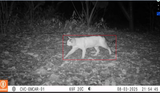 LLAMADO A LA TENENCIA RESPONSABLE DE MASCOTAS, ANTE ATAQUES A FAUNA SILVESTRE