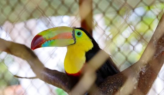 HALLAN SEIS GUACAMAYAS, UN TITÍ CABECIBLANCO Y UN TUCÁN EN UNA FINCA EN DAGUA
