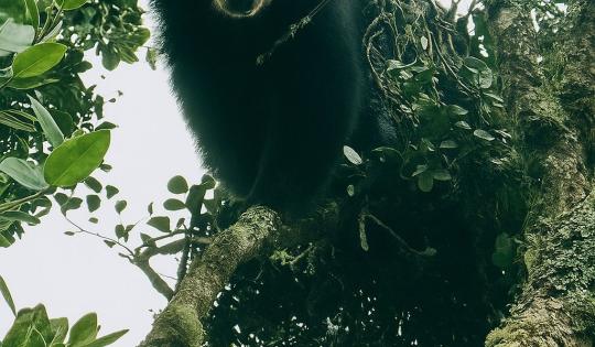 OSO DE ANTEOJOS FUE AVISTADO EN ZONA RURAL DE PALMIRA