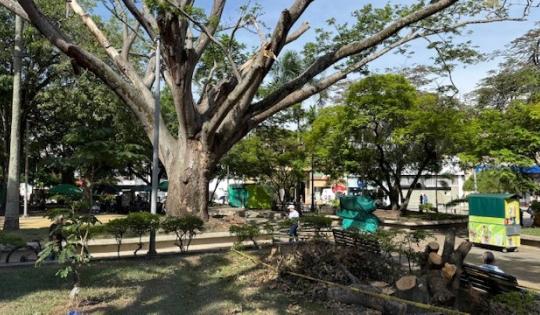 CVC EVALÚA EL ESTADO DE ALGUNOS ÁRBOLES EN LA PLAZA BOLÍVAR DE CARTAGO