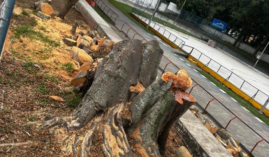 RETIRAN DOS ÁRBOLES CON AFECTACIONES EN EL PATINÓDROMO LA LIBERTAD, DE BUGA