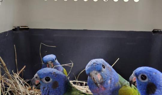 VEINTINUEVE INDIVIDUOS DE FAUNA SILVESTRE FUERON LIBERADOS EN ZONA RURAL DE PALMIRA