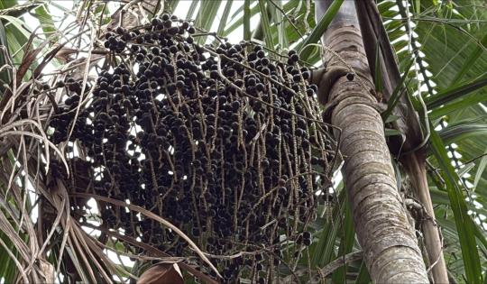 NAIDICEROS DEL PACÍFICO, UN NEGOCIO VERDE QUE COMBINA TRADICIÓN Y ECONOMÍA