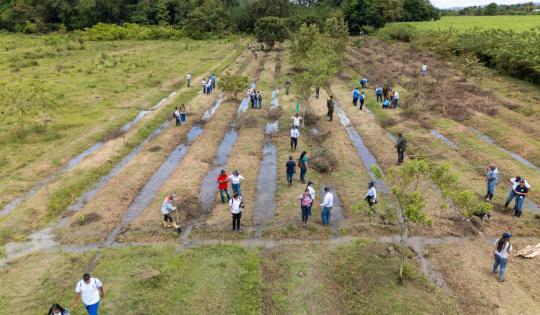¿LE GUSTAN LOS BOSQUES? PONGA EL TERRENO Y LA CVC LE ENTREGA LOS ÁRBOLES