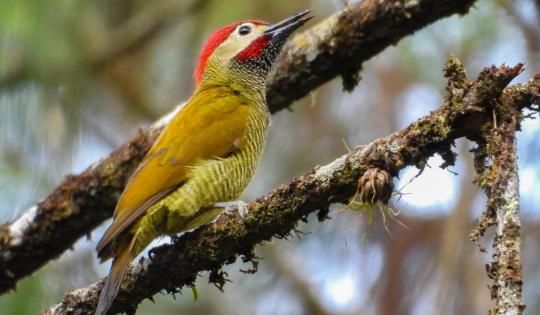 VIJES CELEBRARÁ SU III FESTIVAL DE AVES