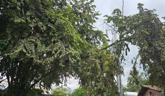 CVC ACLARA COMPETENCIAS EN EL MANEJO DE ÁRBOLES EN PALMIRA  