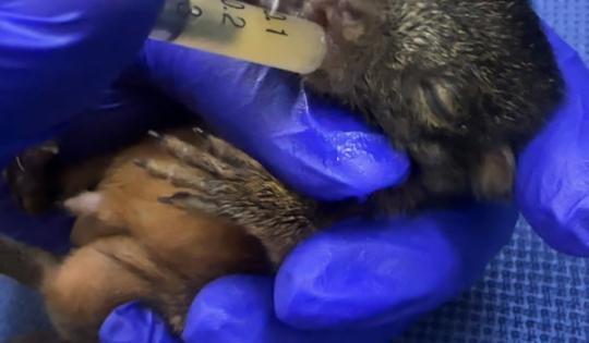 LA CVC BRINDA CUIDADO Y REFUGIO A UNA PEQUEÑA ARDILLA HALLADA EN EL BOSQUE